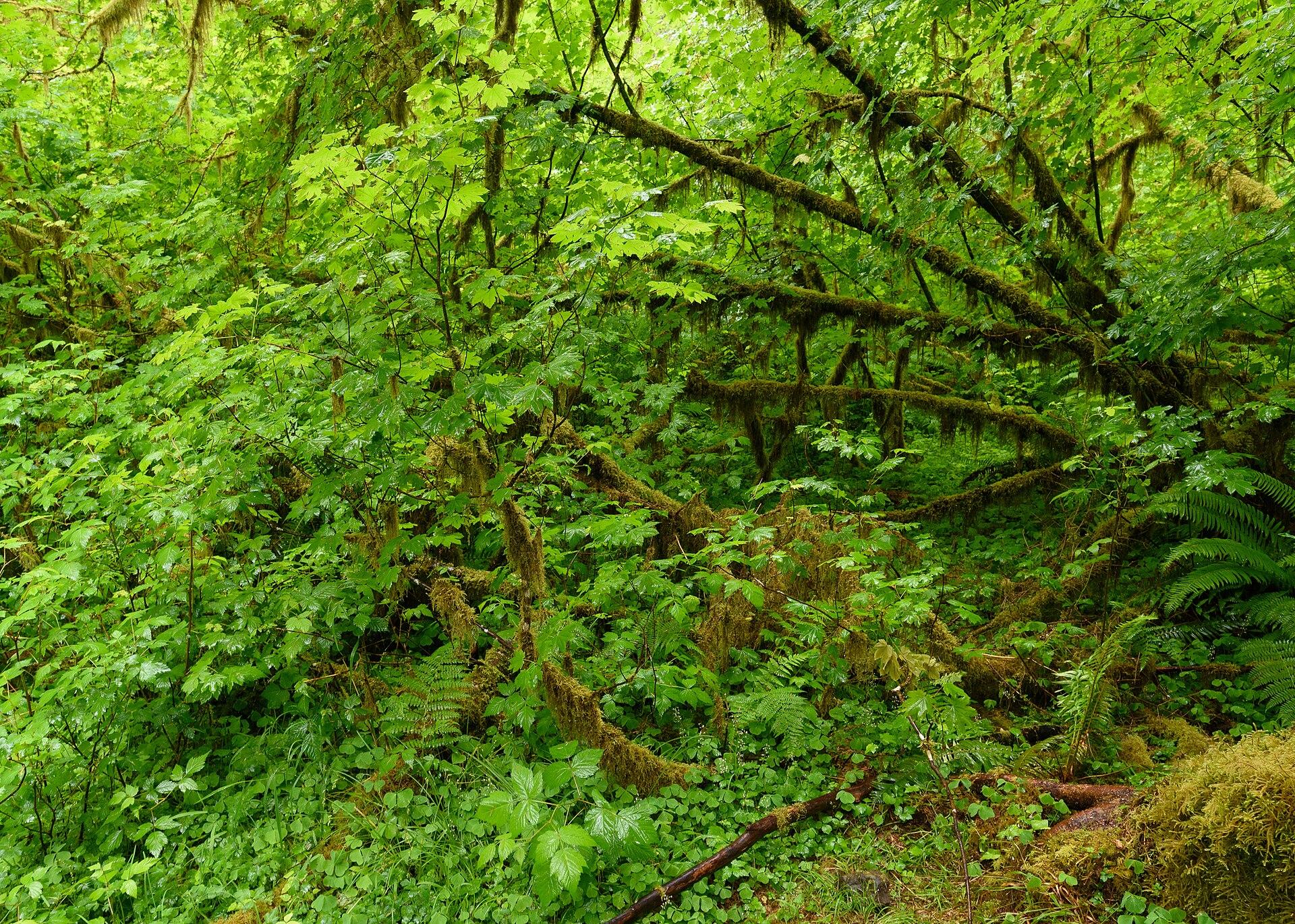 Moss-draped canopy in the Hoh Rain Forest, Olympic National Park